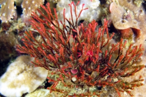 Okenia nakamotoensis, Tropidozoum cellariiforme