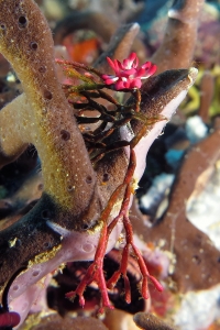 Okenia nakamotoensis, Tropidozoum cellariiforme