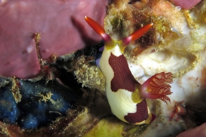 Nembrotha chamberlaini, Placospongia sp, Peyssonnelia capensis, Éponge rose ?