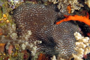 Palythoa tuberculosa