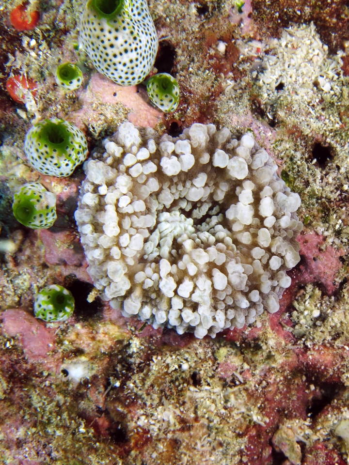 Corail ?, Didemnum molle