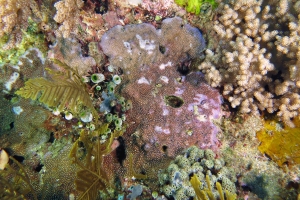 Montipora sp voir Montipora nodosa