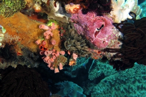 Tubastraea sp peut-être Tubastraea faulkneri, Comanthus suavia, Algue rose rouge, Éponges, autre Comatule