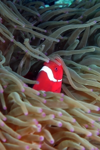 Premnas biaculeatus, Entacmaea quadricolor