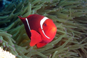 Premnas biaculeatus, Entacmaea quadricolor