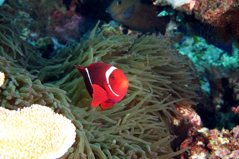 Premnas biaculeatus, Entacmaea quadricolor