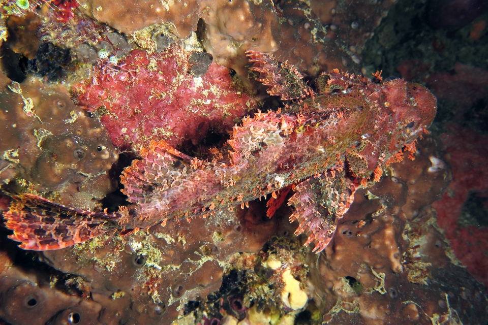 Scorpaenopsis oxycephala ou Scorpaenopsis venosa