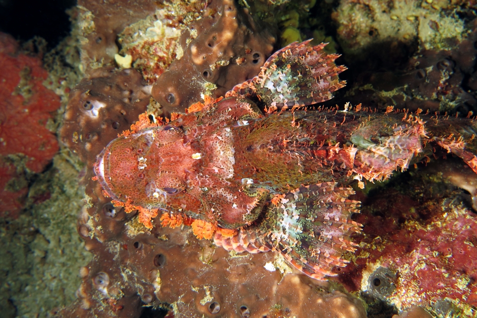 Scorpaenopsis oxycephala ou Scorpaenopsis venosa