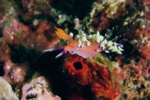 Flabellina exoptata