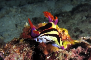 Nembrotha aurea, Atriolum robustum