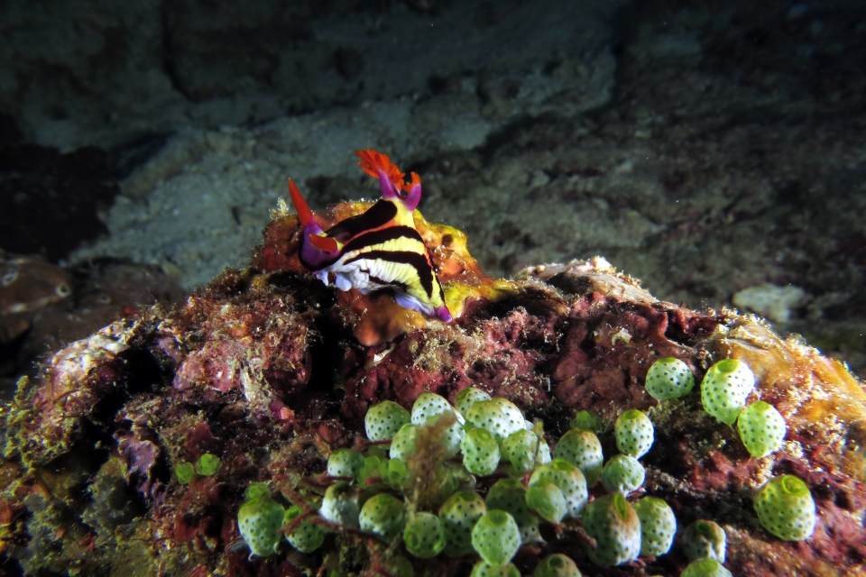 Nembrotha aurea, Atriolum robustum