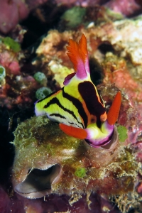 Nembrotha aurea, Polycarpa sp peut-être Polycarpa cryptocarpa