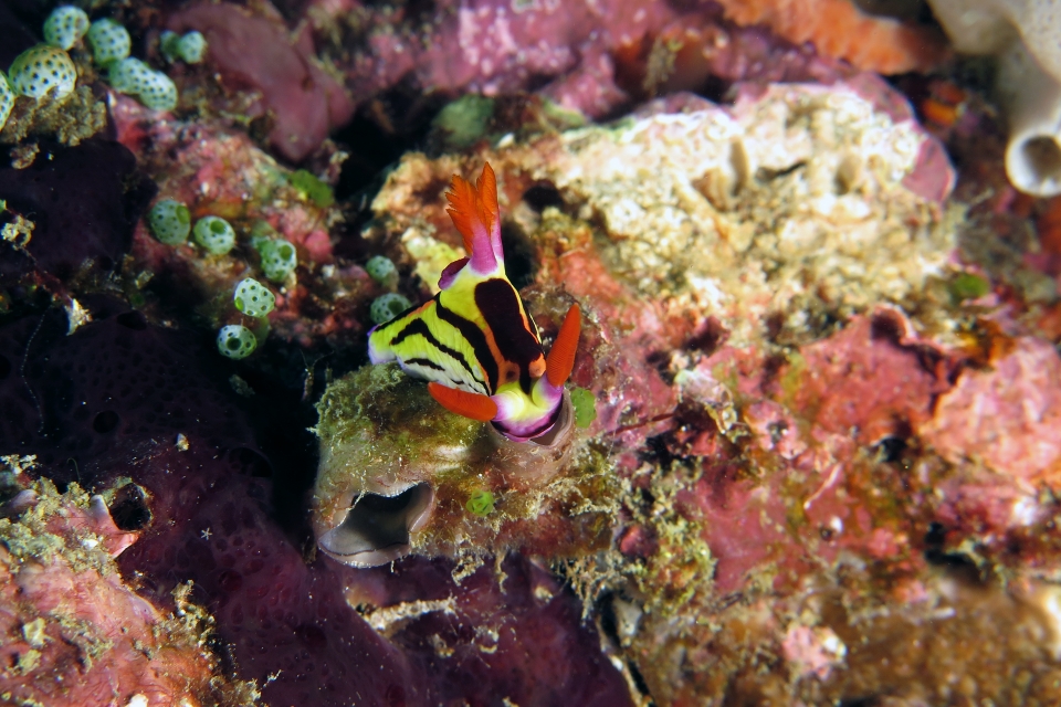 Nembrotha aurea, Polycarpa sp peut-être Polycarpa cryptocarpa