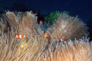 Amphiprion ocellaris, Heteractis magnifica, Chaetodon kleinii
