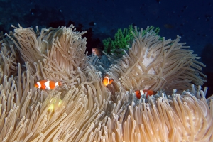 Amphiprion ocellaris, Heteractis magnifica, Chaetodon kleinii