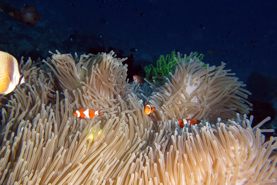 Amphiprion ocellaris, Heteractis magnifica, Chaetodon kleinii