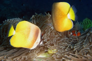 Chaetodon kleinii, Amphiprion ocellaris, Heteractis magnifica