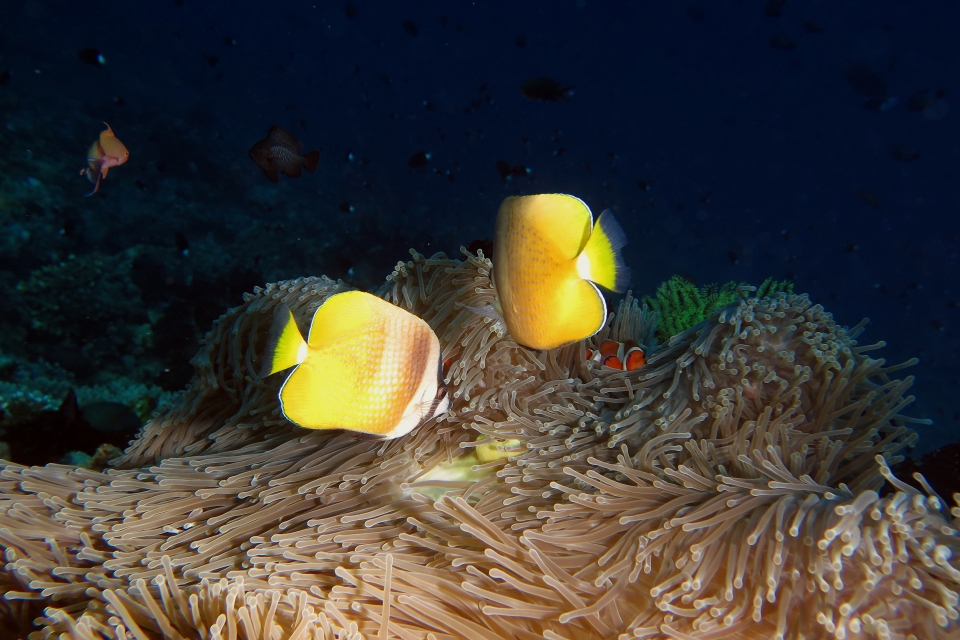 Chaetodon kleinii, Amphiprion ocellaris, Heteractis magnifica