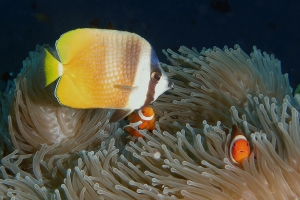 Chaetodon kleinii, Amphiprion ocellaris, Heteractis magnifica