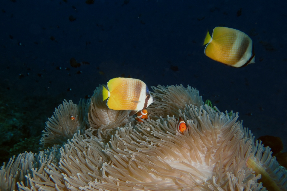 Chaetodon kleinii, Amphiprion ocellaris, Heteractis magnifica