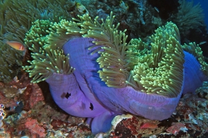 Heteractis magnifica, Amphiprion perideraion, Dascyllus trimaculatus