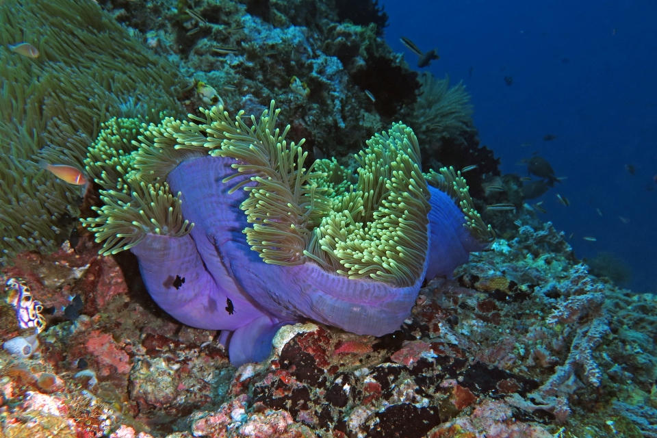 Heteractis magnifica, Amphiprion perideraion, Dascyllus trimaculatus