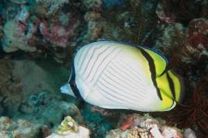 Chaetodon vagabundus