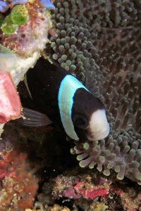 Amphiprion clarkii, Cryptodendrum adhaesivum