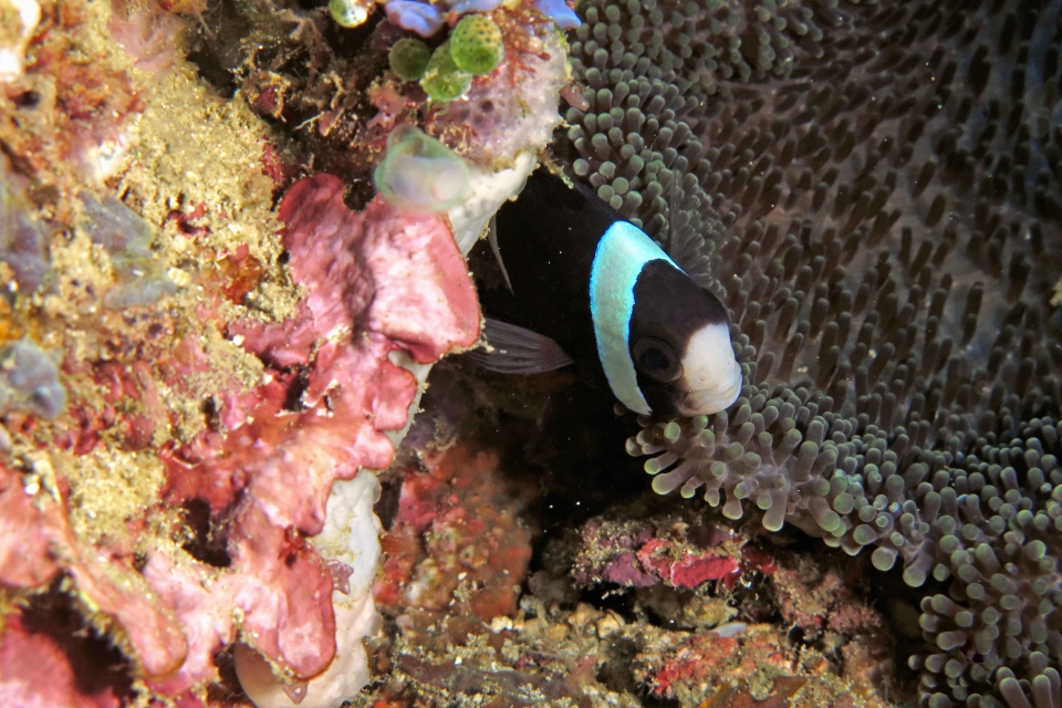 Amphiprion clarkii, Cryptodendrum adhaesivum