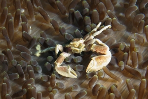 Neopetrolisthes maculatus, Amphiprion clarkii, Cryptodendrum adhaesivum