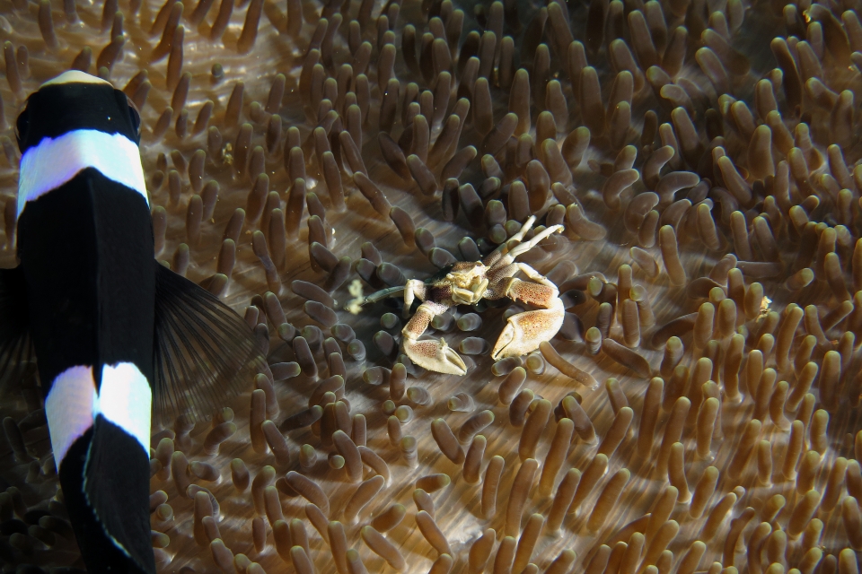 Neopetrolisthes maculatus, Amphiprion clarkii, Cryptodendrum adhaesivum