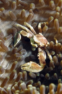 Neopetrolisthes maculatus, Cryptodendrum adhaesivum