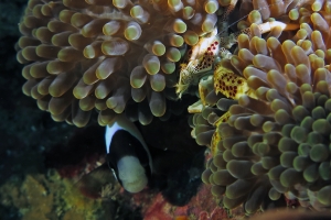 Neopetrolisthes ohshimai, Amphiprion clarkii, Stichodactyla mertensii