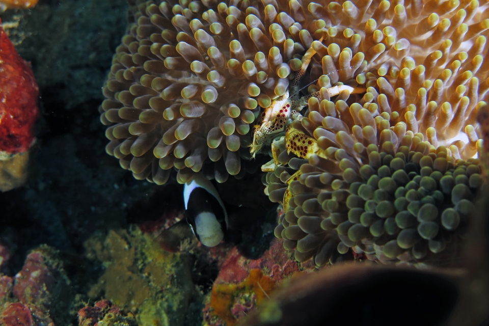 Neopetrolisthes ohshimai, Amphiprion clarkii, Cryptodendrum adhaesivum