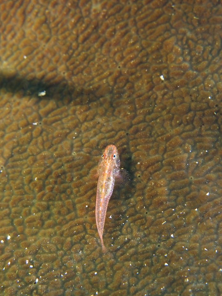 Phyllogobius platycephalops, Leiodermatium sp.