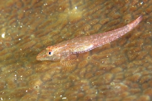 Phyllogobius platycephalops, Leiodermatium sp.