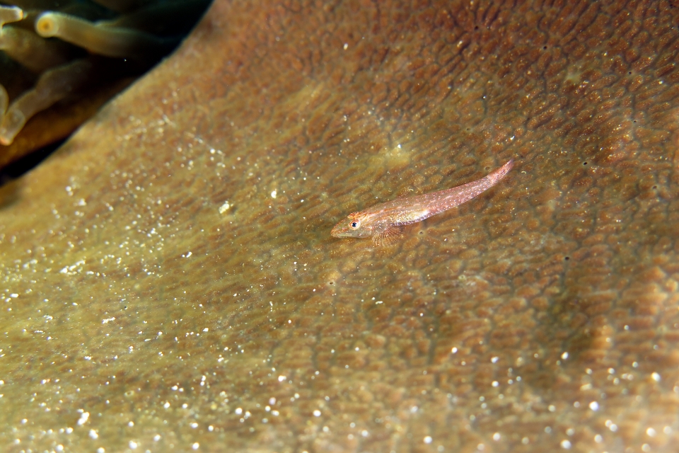 Phyllogobius platycephalops, Leiodermatium sp.