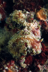 Glossodoris cincta