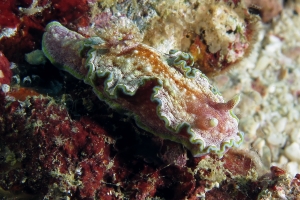 Glossodoris cincta