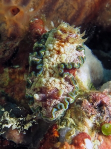 Glossodoris cincta