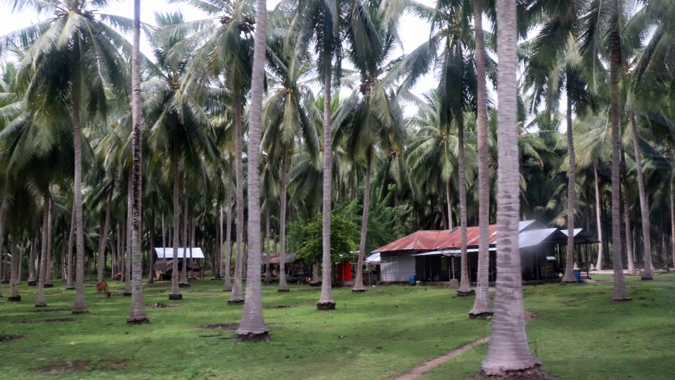 Plantation de cocotier au sein de la forêt
