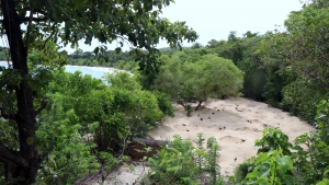 La plage, lieu de nidification des oiseaux mâleos