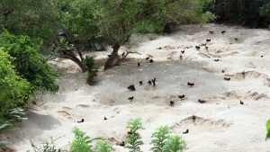 Préparation du nid par le couple de mâleos, un trou dans le sable !