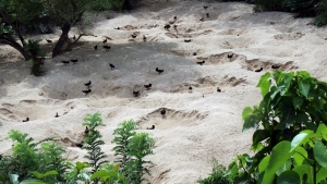 Comportement de nidification étrange pour un oiseau, voir similaire à celui des tortues !