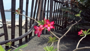 Fleur du genre Adenium, une " rose du désert "