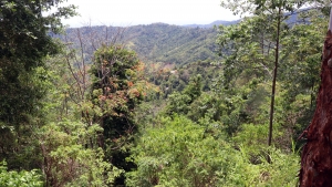 Grande forêt équatoriale renfermant une faune et une flore impressionnantes