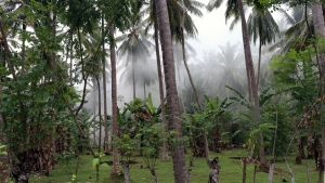 Fumée dû au traitement des cocos dans une plantation de cocotiers