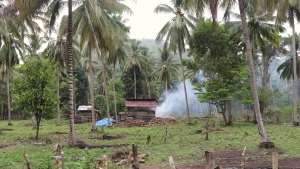 Exploitation des cocotiers très diversifiées