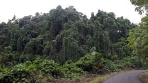 Une jungle impénétrable