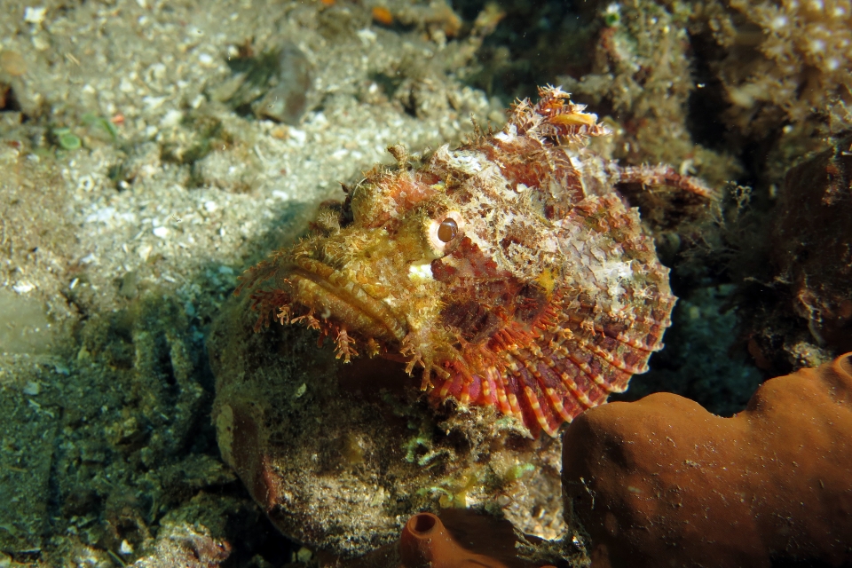 Scorpaenopsis oxycephala ou Scorpaenopsis venosa